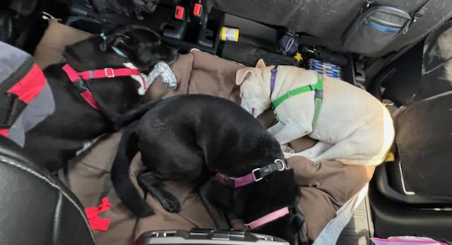 Travel day with furry companions