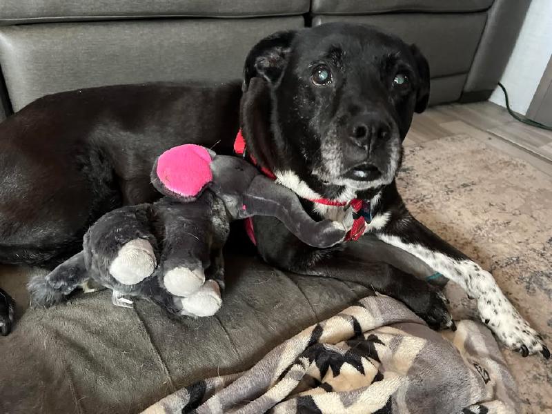 image from Best Tough Dog Toys for Destructive Dogs