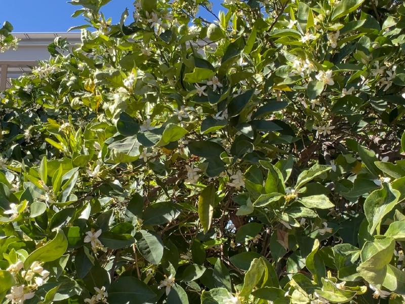 image from Citrus Blossoms and Busy Bees at Tucson KOA