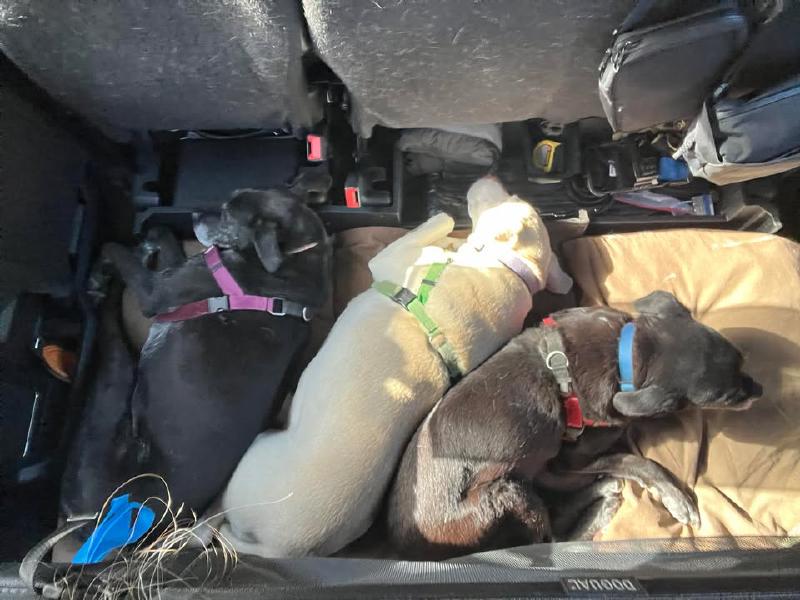 image from How Our 3 Dogs Travel Like Pros in Our RV