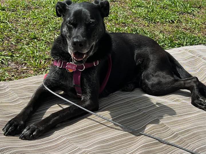 image from Paws and Travels: RV Adventures with Three Furry Friends