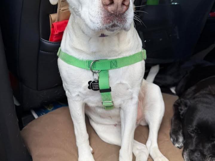 image from Pet Anxiety on Road Trips: Finding the Right Calming Dose