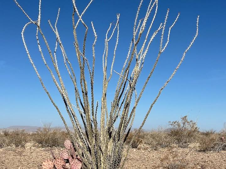 image from Some local flora of the desert
