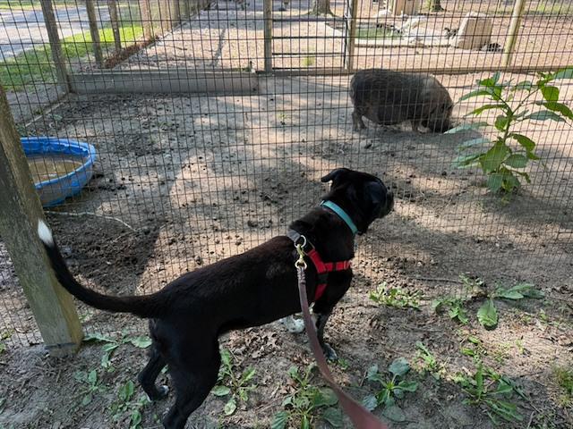 image from We're staying at a hobby farm