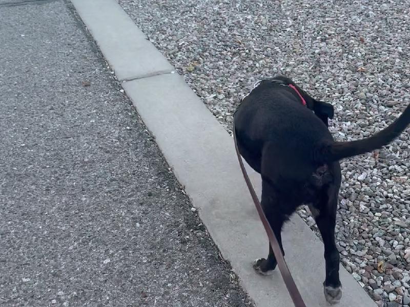 image from Tucker's Thoughts on Tuscon KOA