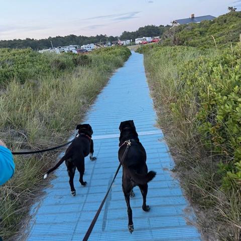 Walking the dogs through the dunes
